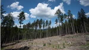 Waldschäden durch Klimwandel: Trockene Bäume liegen im hessischen Jossgrund in einer kahlen Stelle im Wald, die durch Käferbefall, Trockenheit und Sturmschäden entstanden ist. Foto: dpa/Sebastian Gollnow